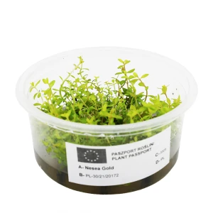 NESEA GOLD in vitro kubek 10cm