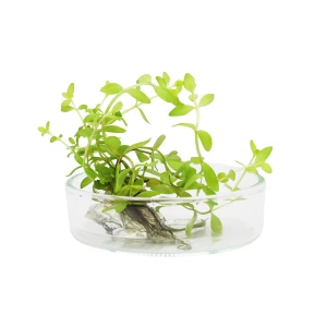 NESEA GOLD sadzonka in vitro porcja 5szt roślina do akwarium
