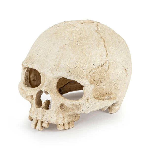 Ozdoba Czaszka Kryjówka Dekoracja do Terrarium Akwarium Happet 15cm