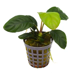 MASTA Anubias coffefolia roślina do akwarium