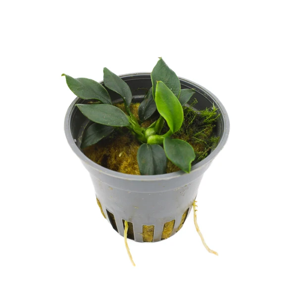 MASTA Anubias Pangolino roślina do akwarium