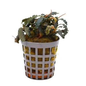 MASTA Bucephalandra Biblis roślina do akwarium