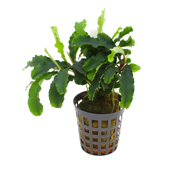 MASTA Bucephalandra Green Velvet roślina do akwarium