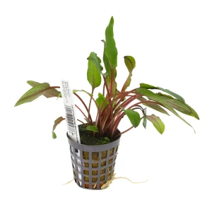 MASTA Cryptocoryne beckettii roślina do akwarium