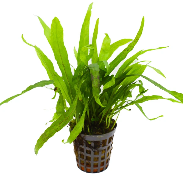 MASTA Microsorium pteropus roślina do akwarium