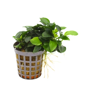 MASTA Anubias Bonsai roślina do akwarium