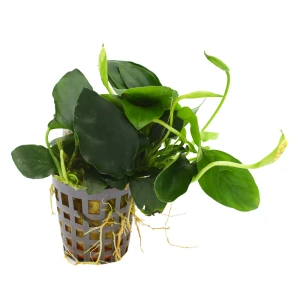 MASTA Anubias Nana roślina do akwarium