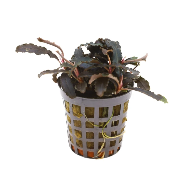 MASTA Bucephalandra Kedagang roślina do akwarium