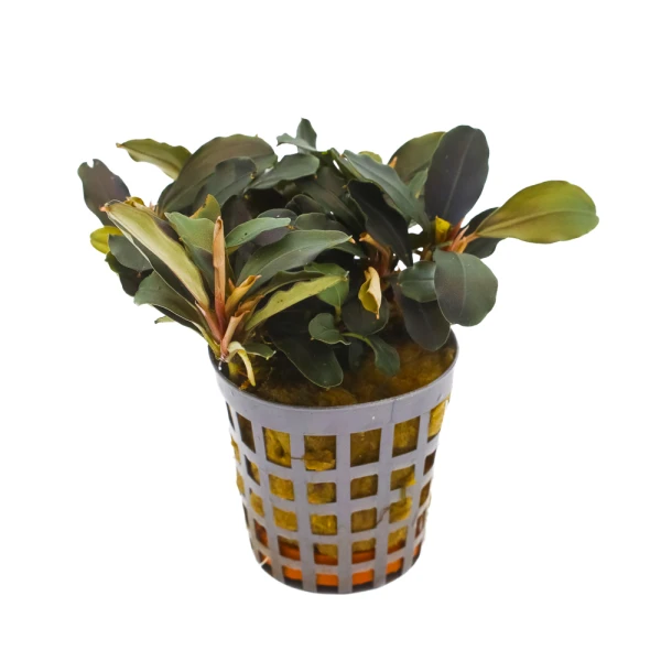 MASTA Bucephalandra Lamandau roślina do akwarium