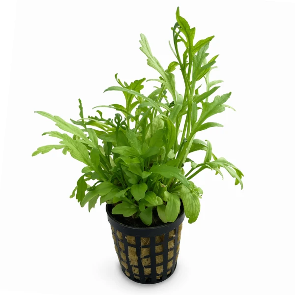 Ceratopteris koszyk roślina do akwarium