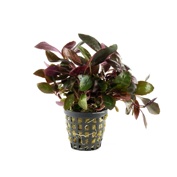 Lobelia Cardinalis Koszyk roślina do akwarium