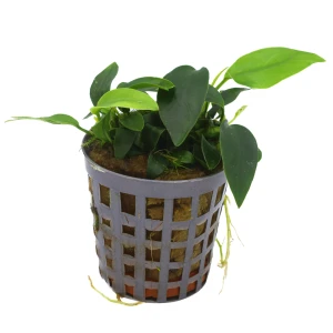 MASTA Anubias Nana Mini koszyk roślina do akwarium