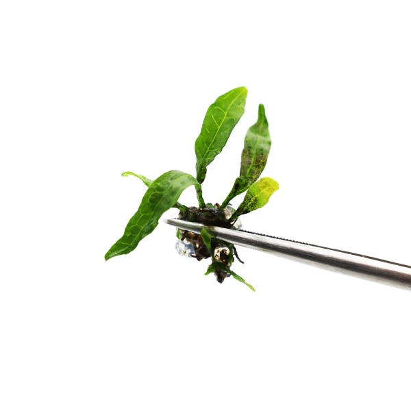 Microsorium pteropus in vitro 1-2 sadzonki roślina na korzeń do akwarium