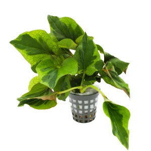 Houttuynia cordata Chameleon roślina do paludarium koszyk XXL