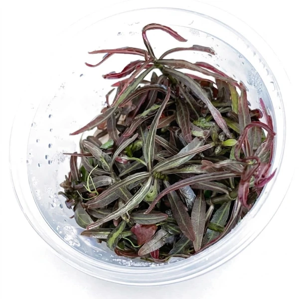 Hygrophila Ringens dekoracyjna roślina do akwarium kubek 5cm in vitro