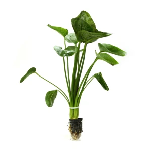Echinodorus Mix XXL roślina do akwarium