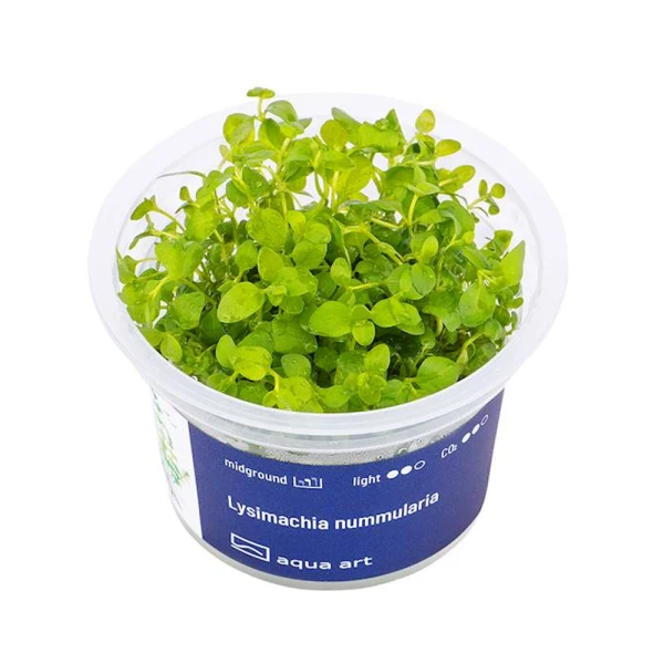 Lysimachia nummularia in vitro kubeczek 6cm
