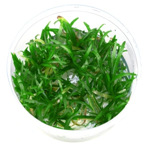 Sagittaria Subulata Pusilla roślina do akwarium trawnik kubek 10cm