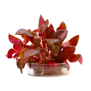 Alternanthera rosaefolia 5szt. in vitro roślina do akwarium