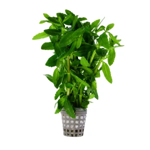 Bacopa Madagascariensis Koszyk XL 40-50cm roślina do akwarium