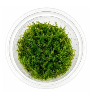 Christmas moss kubek 5cm in vitro