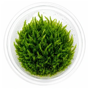 Mech Flame Moss płomienny taxiphyllum kubek 5cm in vitro