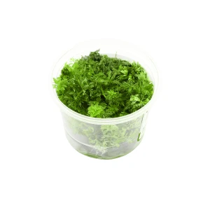 Limnophila Sessiliflora In Vitro Kubek 5cm Roślina Akwariowa Słodkowodna