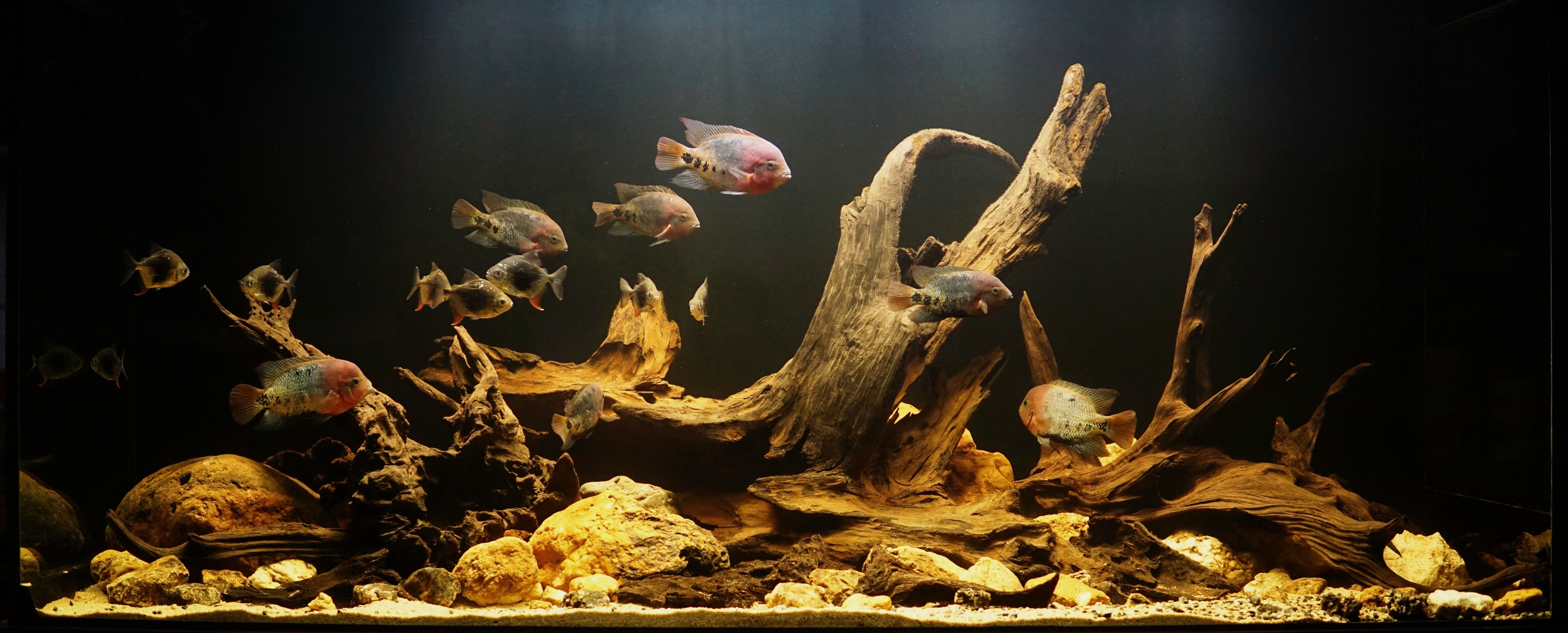 Akwarium biotopowe w stylu południowoamerykańskich czarnych wód