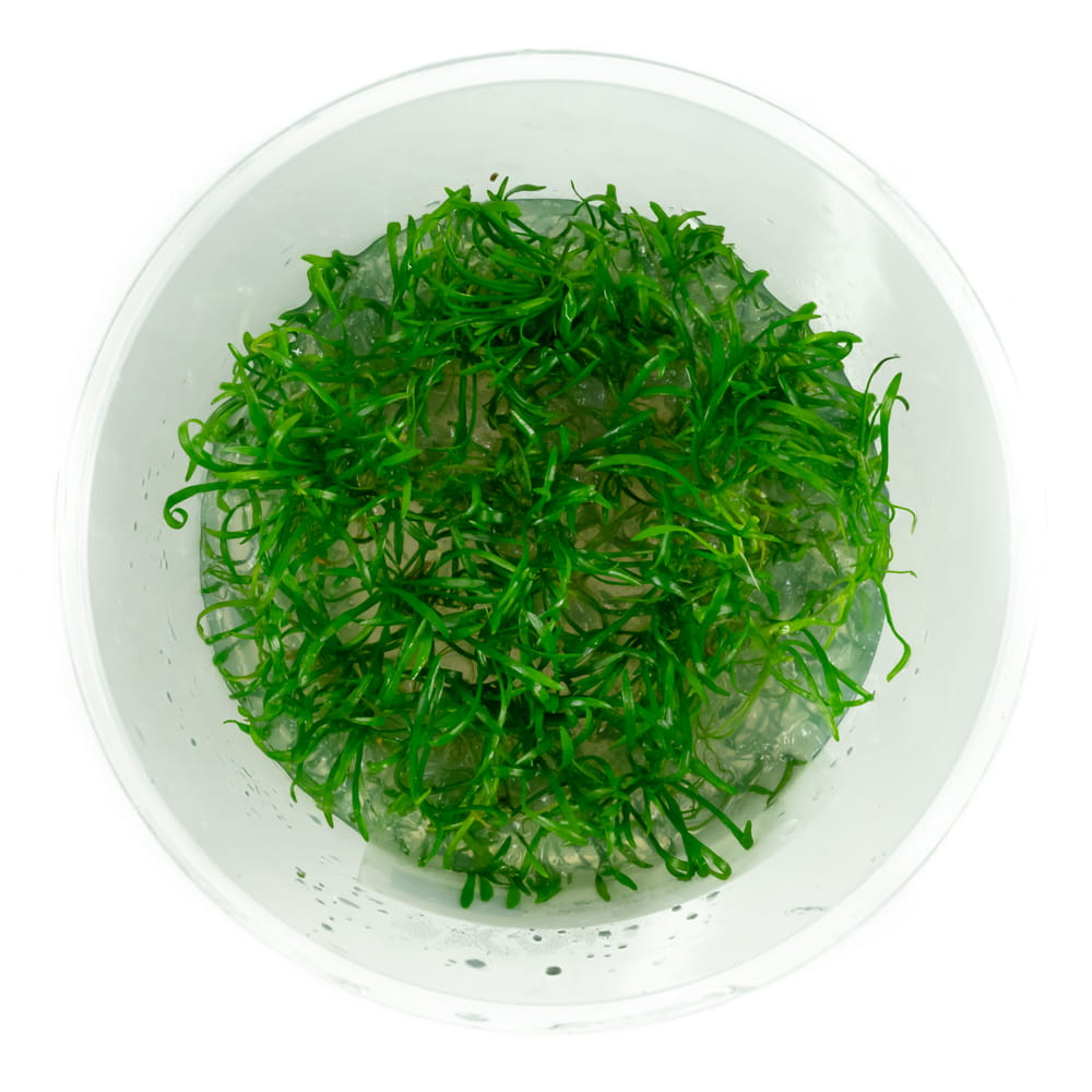 4deae5e7ef10381affee83f004bb6a42