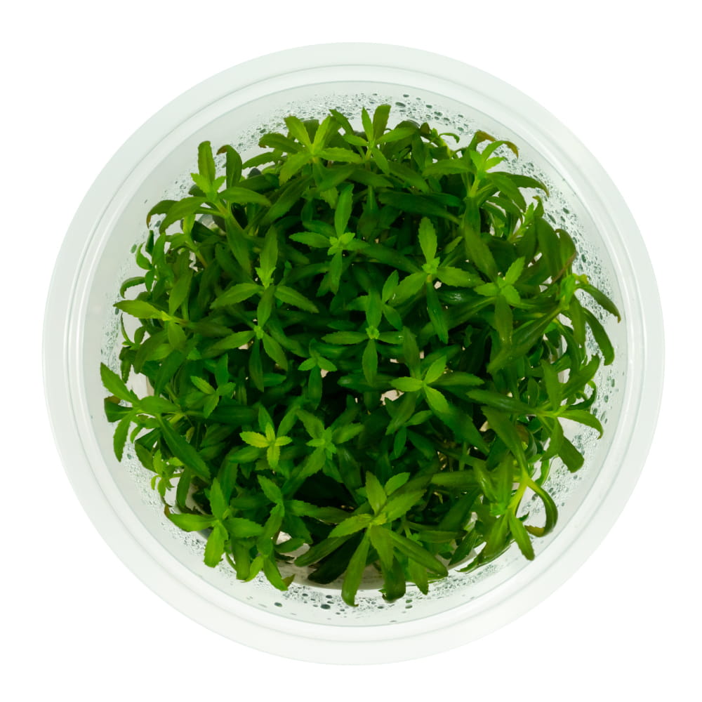 2050f82029e731f79ca19bcf1ecf818d