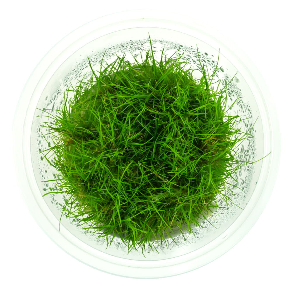 70b12f0a2a25e5c44d1029e4a55c3323