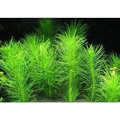 f7815f776c6dada5902f40dcf4b7b26d