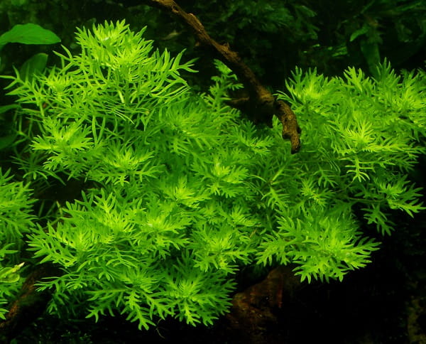 f96c27d4b4d387fcaeda576a7b326f94