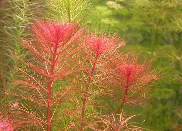 1a9f998c416e8ebd016672cb06ccd67c