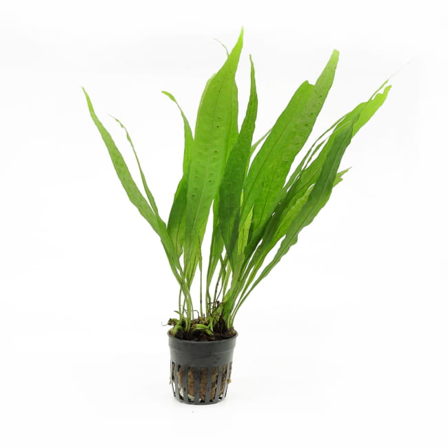 Microsorium-pteropus-.jpg