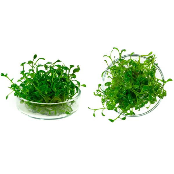 Glossostigma_elatinoides_2perspektywy.jpg