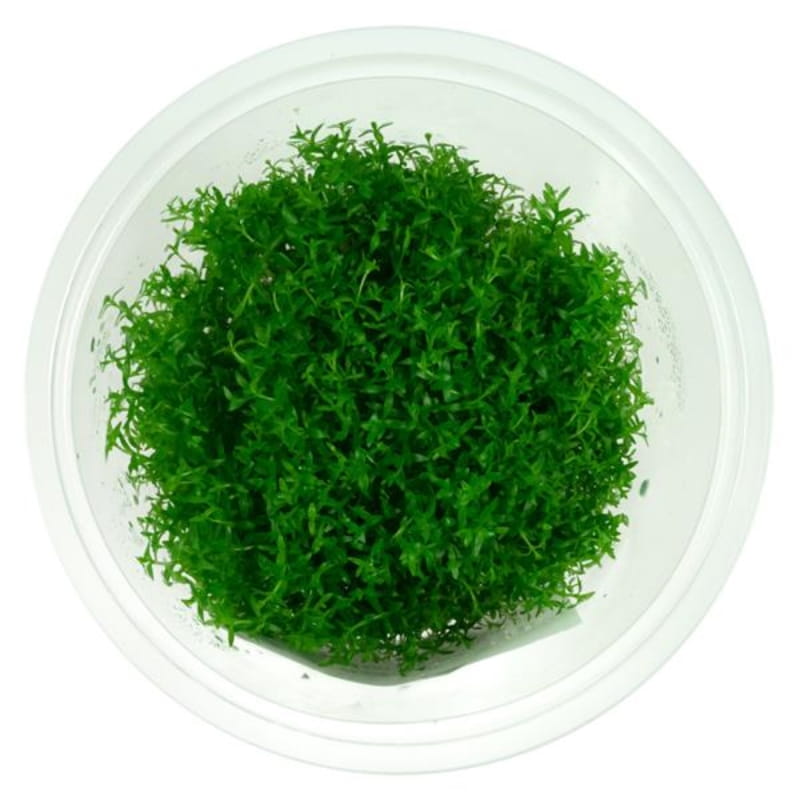 Gratiola_Visciduła_1000x1000_1.jpg