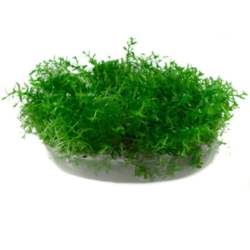 Gratiola_Visciduła_1000x1000_2.jpg