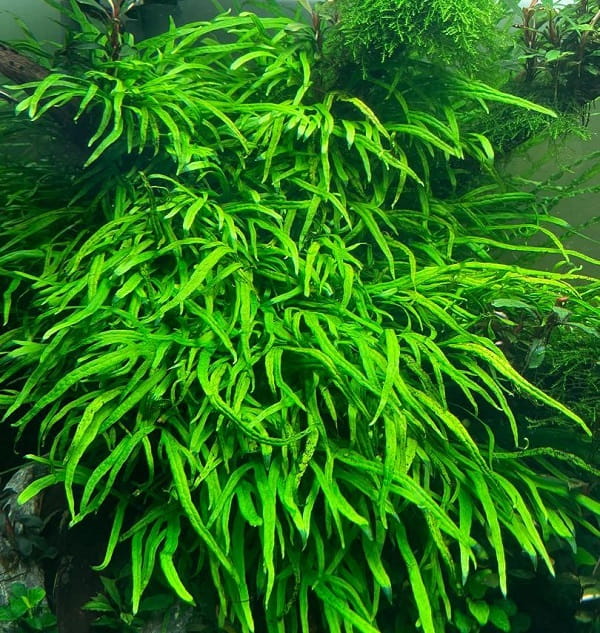 microsorium_trident2.jpg