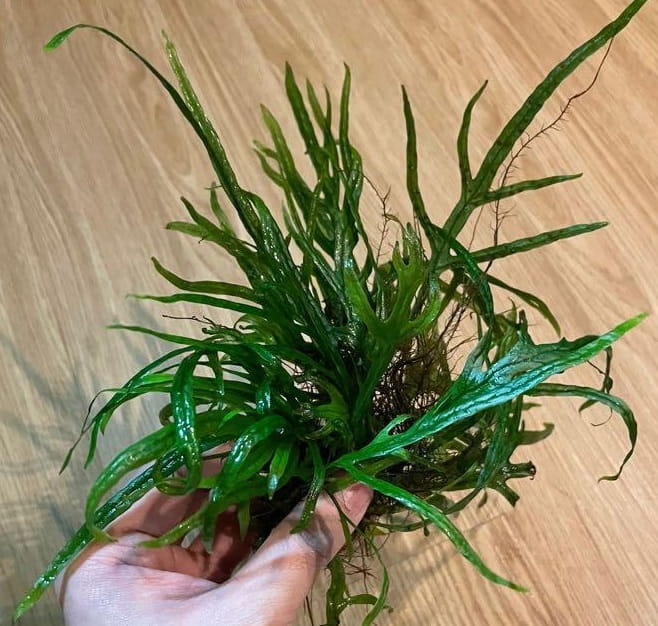 microsorium_trident3.jpg