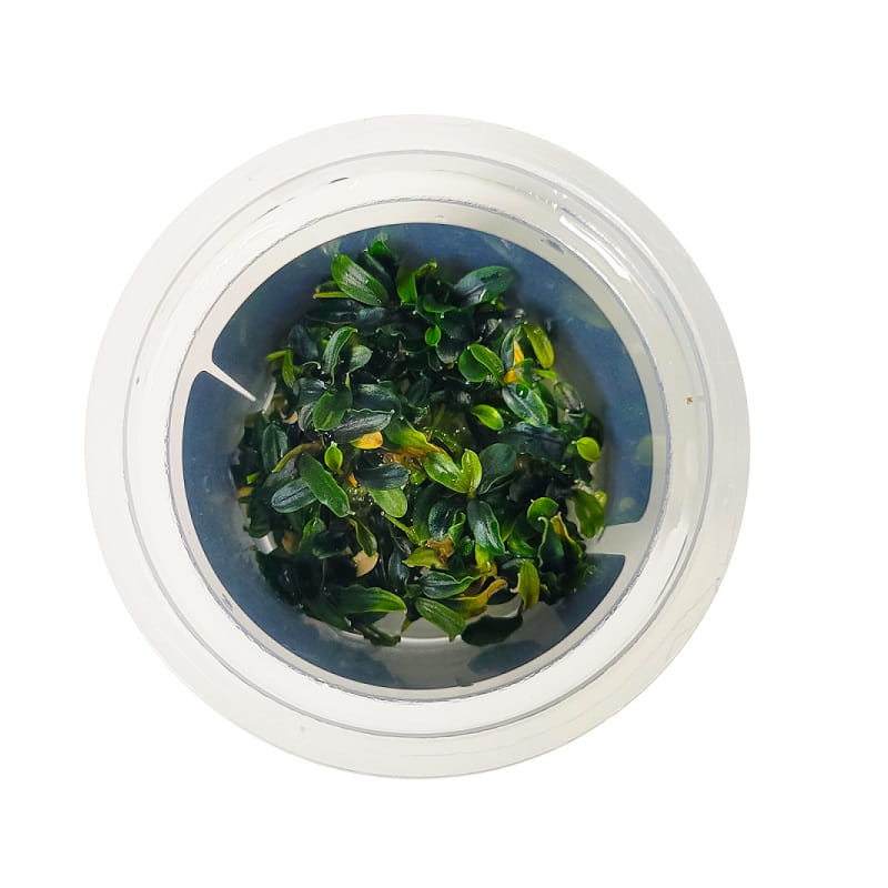 Bucephalandra_kubek_1_800x800.jpg