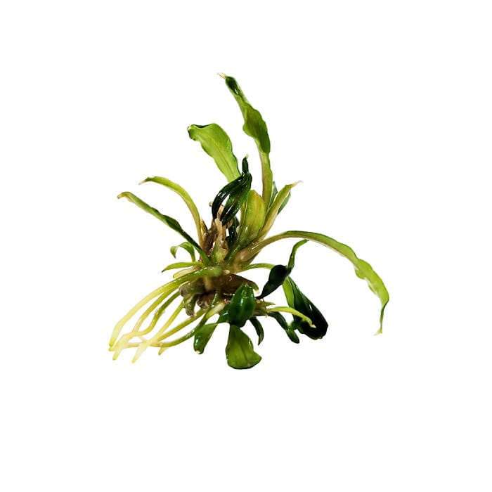 Bucephalandra_sadzonkaa.jpg