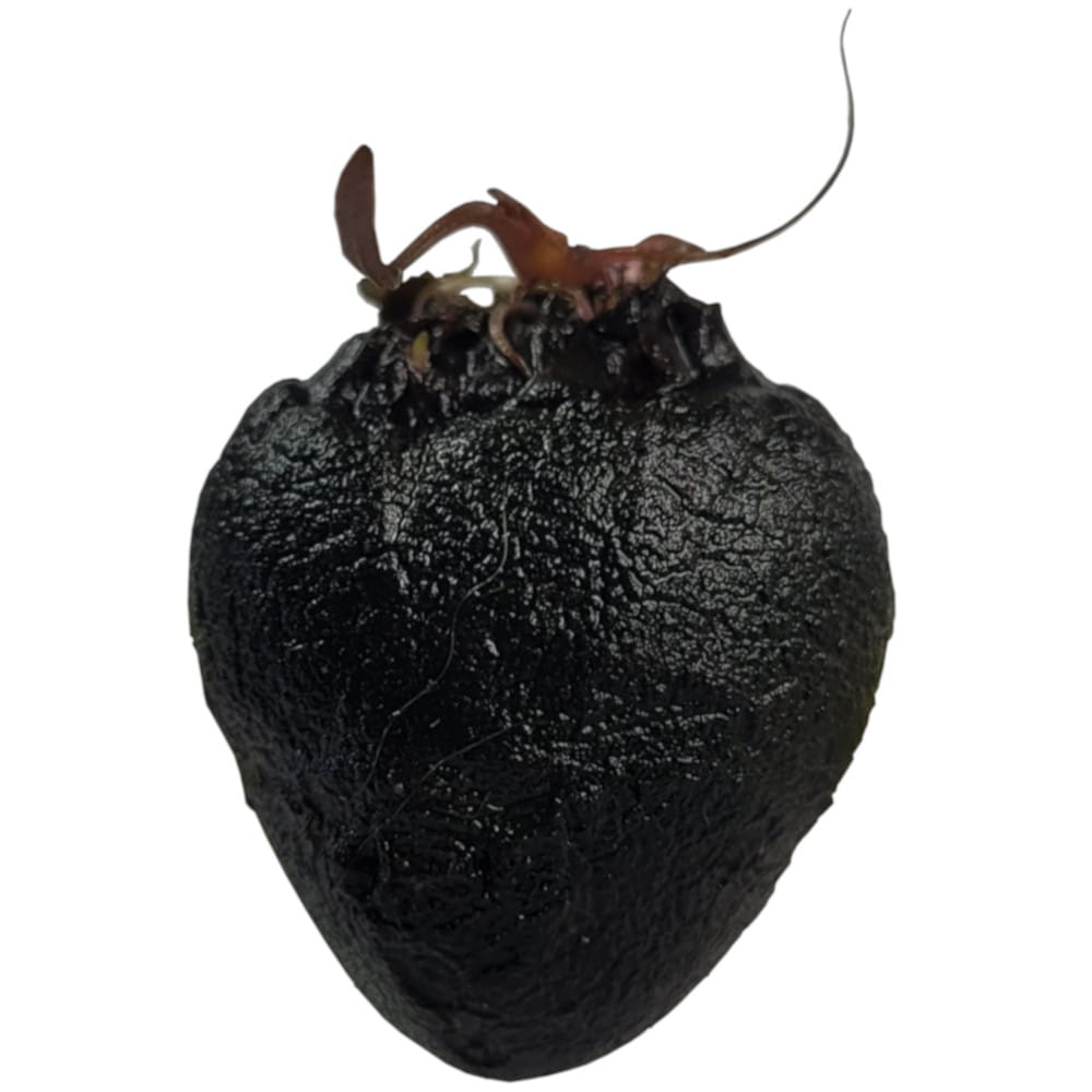 bulwa_lotos_1.jpg