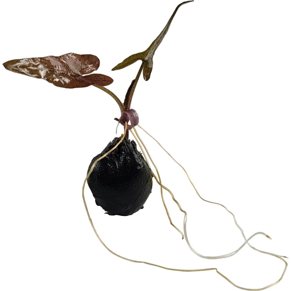 bulwa_lotos_2.jpg