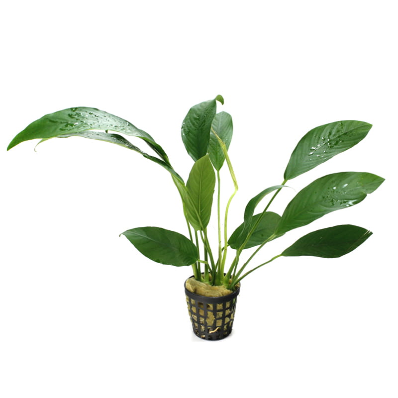 Anubias-lanceolata-E.jpg