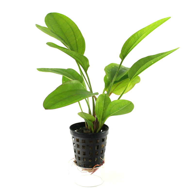 Echinodorus-Mercedes.jpg