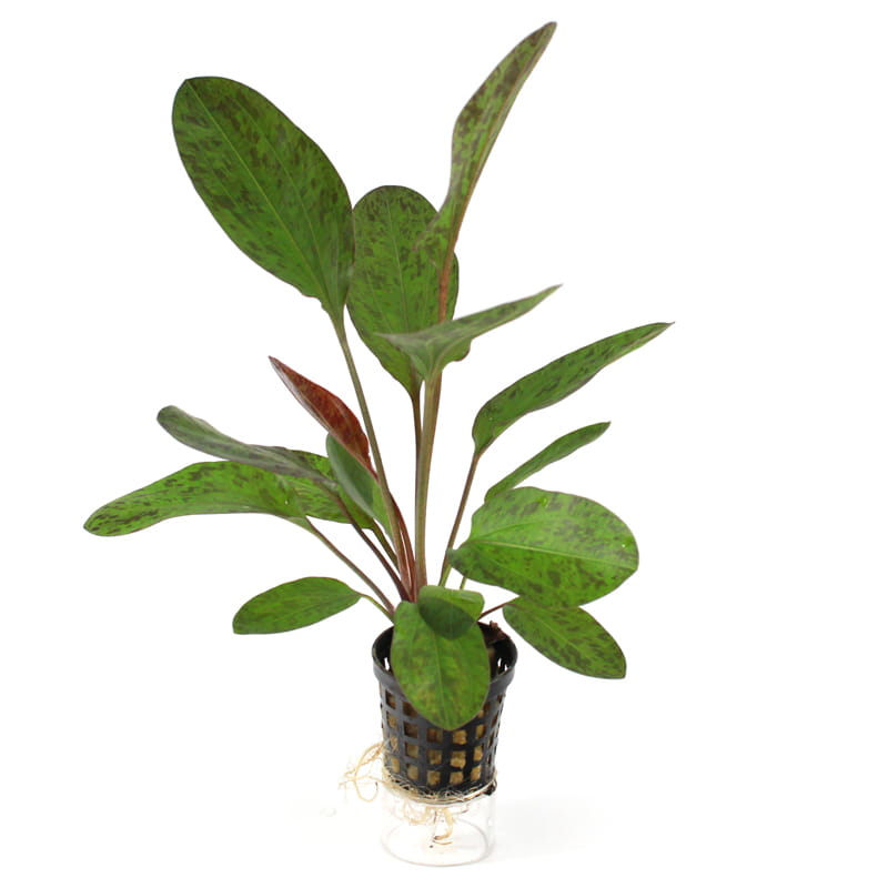 Echinodorus-Ocelot.jpg
