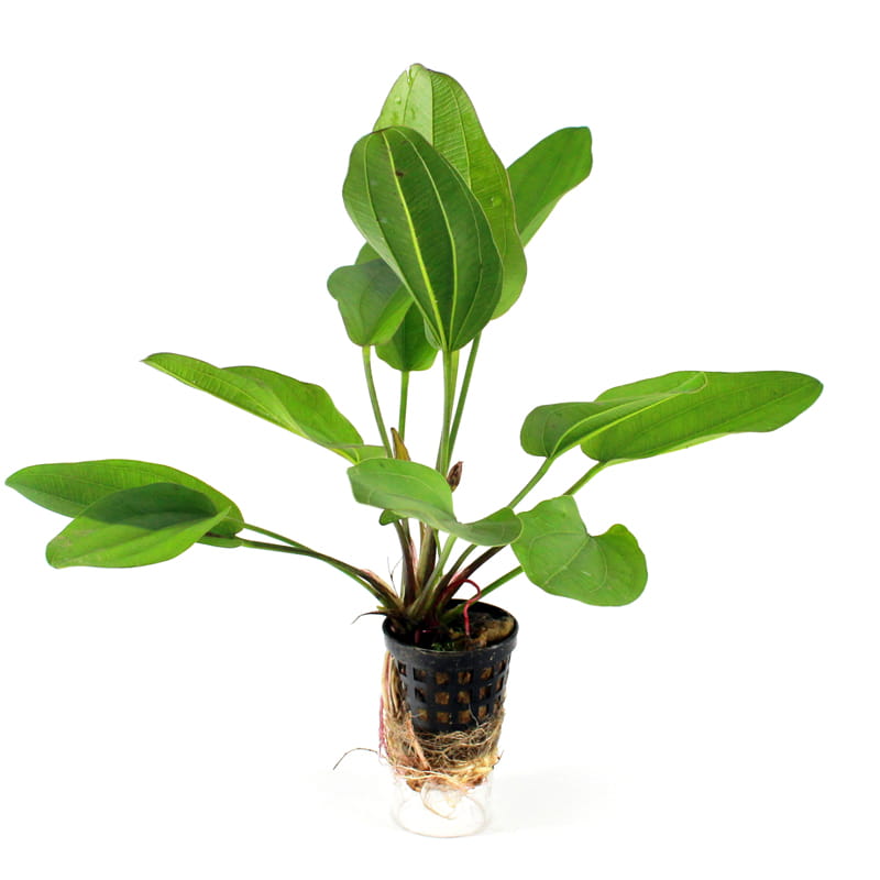 Echinodorus-Lena.jpg