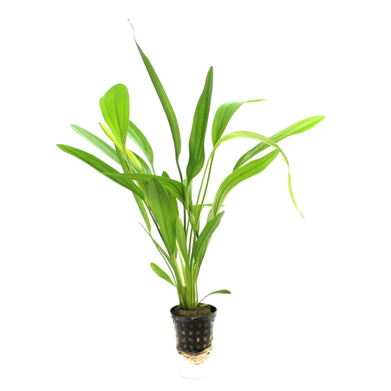 Echinodorus-wiridis.jpg