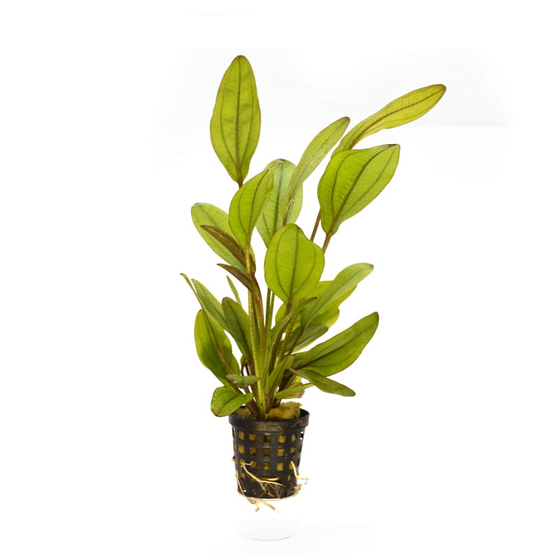 Echinodorus-color.jpg